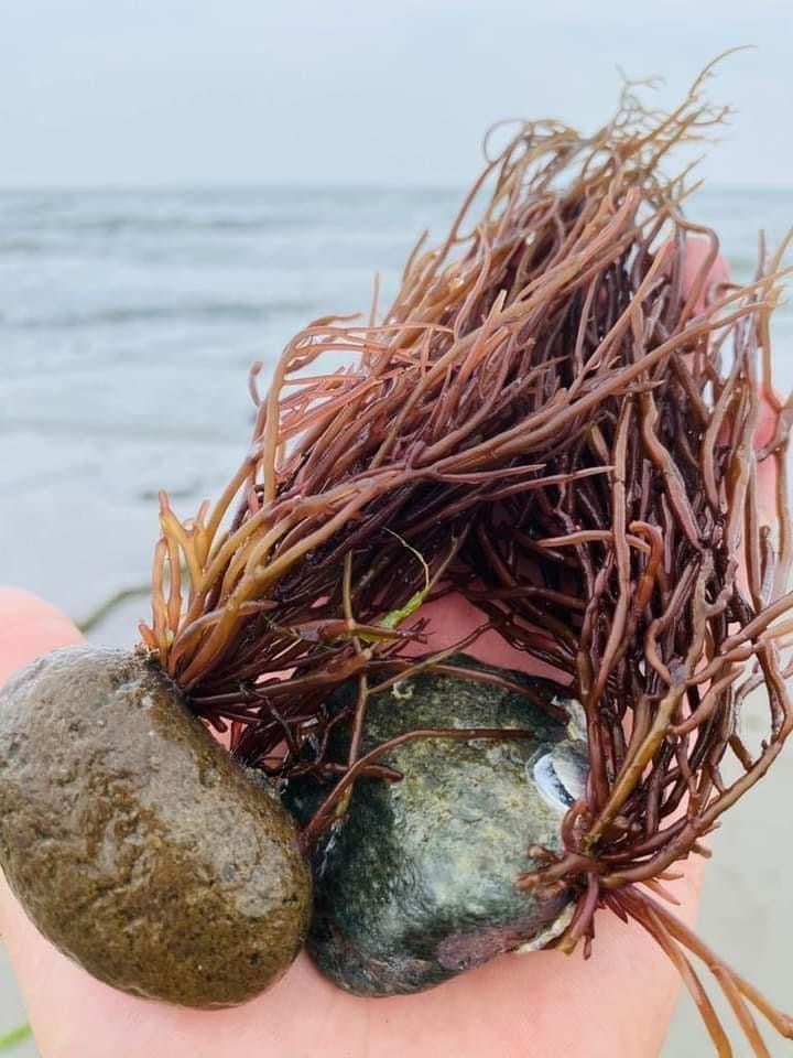 Wildcrafted Honduran Sea Moss - Purple & Gold