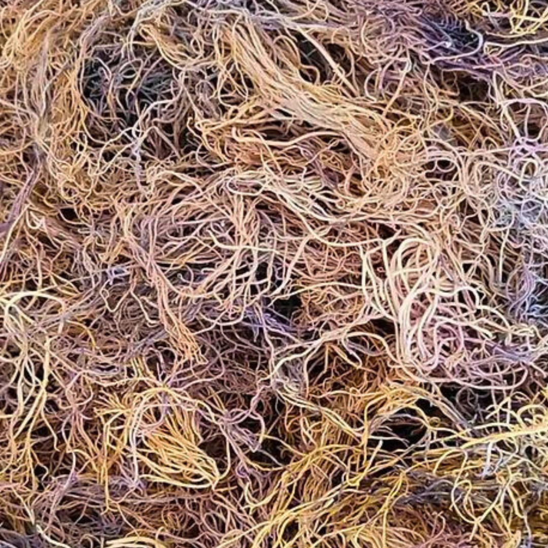 Wildcrafted Honduran Sea Moss - Purple & Gold